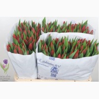 Tulip, Тюльпаны, ОПТ, к 8 Марта, Киев, Украина, до 8 березня
