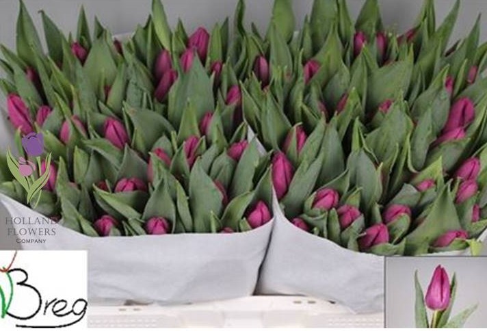 Фото 8. Tulip, Тюльпаны, ОПТ, к 8 Марта, Киев, Украина, до 8 березня