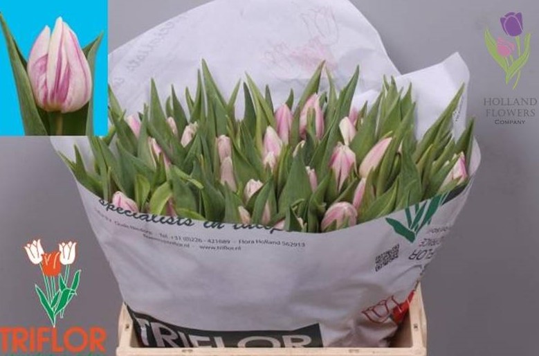 Фото 3. Tulip, Тюльпаны, ОПТ, к 8 Марта, Киев, Украина, до 8 березня