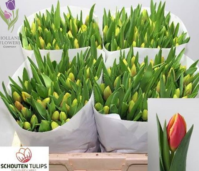Фото 4. Tulip, Тюльпаны, ОПТ, к 8 Марта, Киев, Украина, до 8 березня