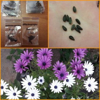 Семена цветы Остеоспермум или капская маргаритка, Камнеломка, Лобелия, Портулак