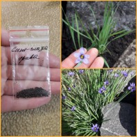 Семена цветы Остеоспермум или капская маргаритка, Камнеломка, Лобелия, Портулак