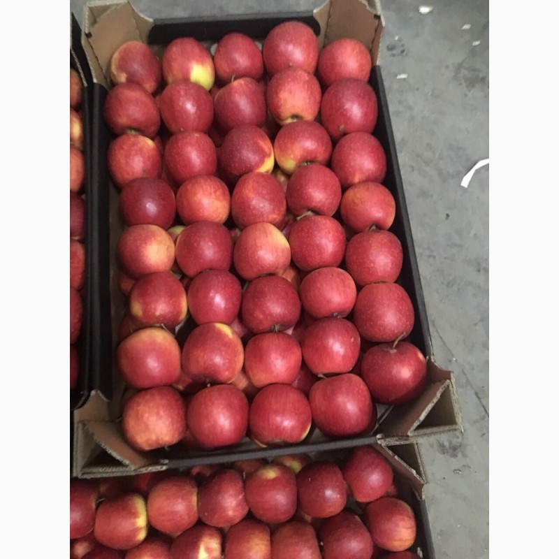Фото 2. Продам яблоки разные сорта, газ. хранение, (Экспорт)