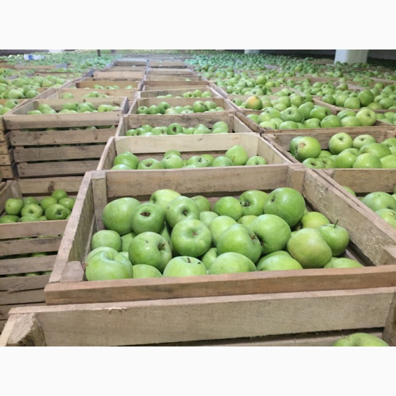 Фото 4. Продам яблоки разные сорта, газ. хранение, (Экспорт)