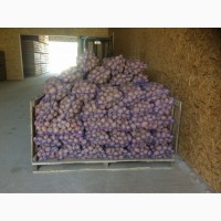 Продам картофель молодой от производителя