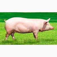 Продам свині 4 штуки від 130 кг