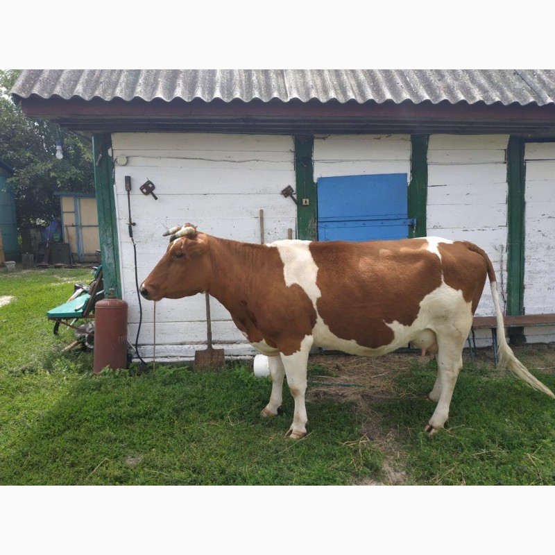 Продам корову — APKUA