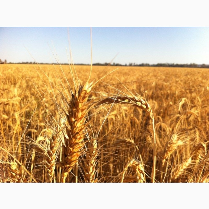 Закупаю зерновые дорого по всей , Пшеница — APKUA