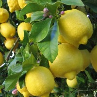Саженцы Лимона