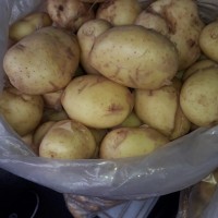 Картофель оптом от Производителя 12, 50 грн./кг