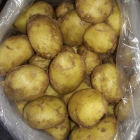 Картофель оптом от Производителя 12, 50 грн./кг