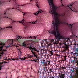 Картофель урожай 2020, от производителя, экспорт из РФ