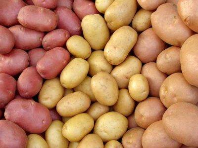Фото 2. Картофель урожай 2020, от производителя, экспорт из РФ