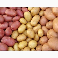 Картофель урожай 2020, от производителя, экспорт из РФ