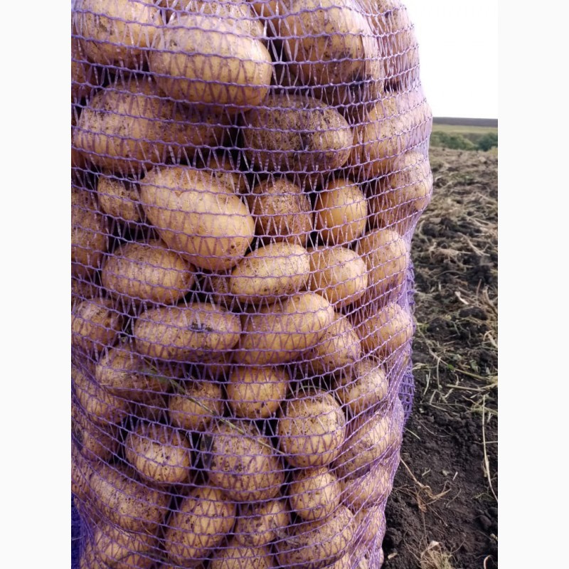 Фото 3. Картофель урожай 2020, от производителя, экспорт из РФ