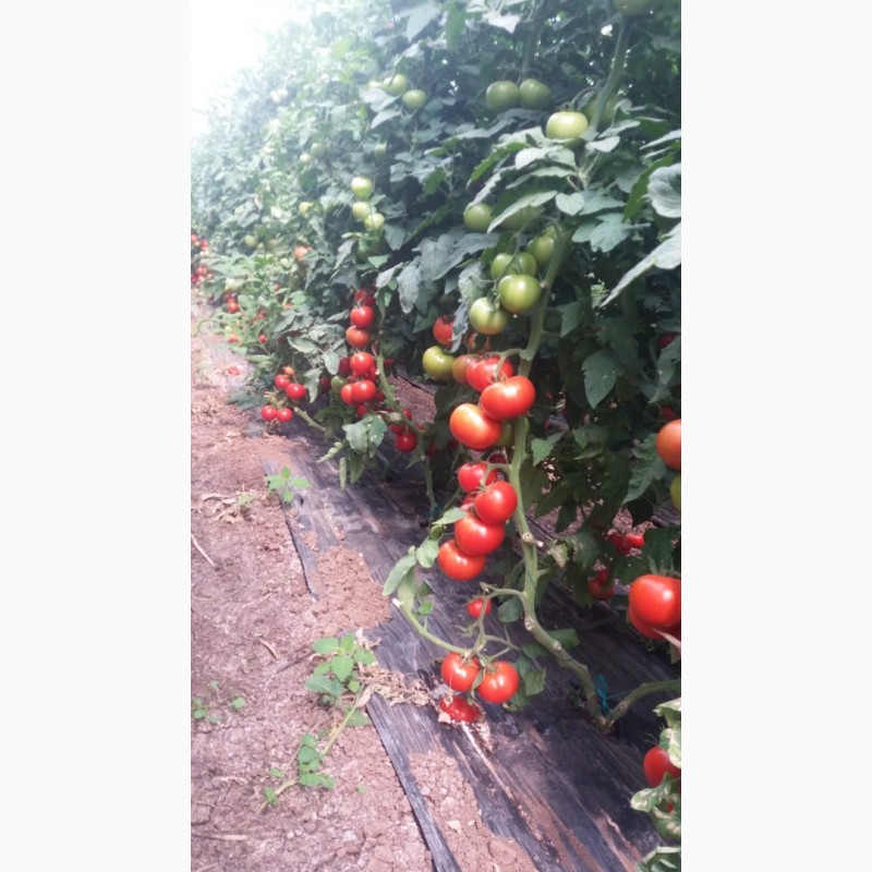 Фото 4. Продаём помидоры сорт высокого из Турции