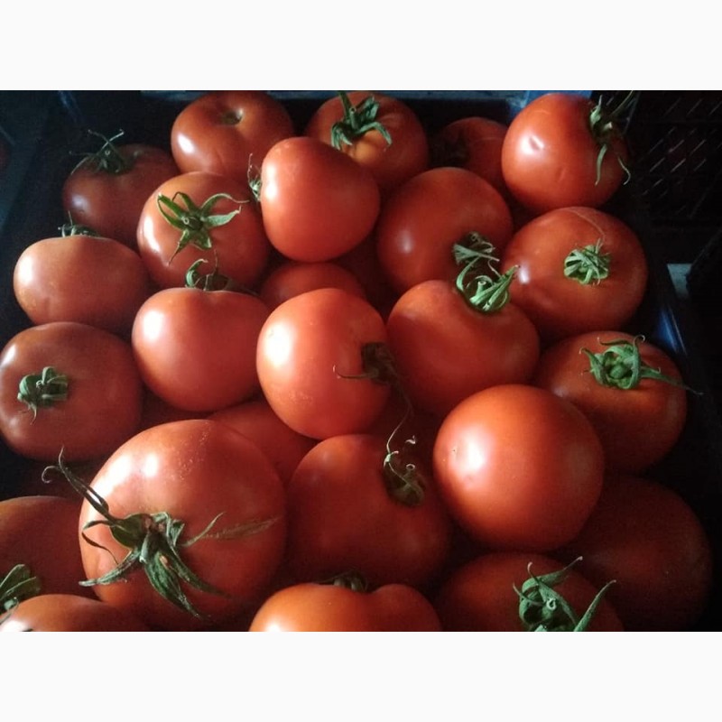Фото 5. Продаём помидоры сорт высокого из Турции