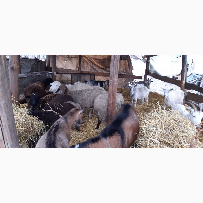 Фото 2. Продам коз на мясо