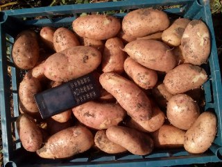 Фото 2. Продам ВІДБІРНУ картоплю Тірас