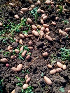 Фото 3. Продам ВІДБІРНУ картоплю Тірас