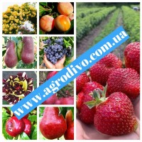 Яблони 50сортов, груши, сливы, персики, смородина, малина оптом и в розницу