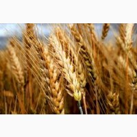 Семена озимой пшеницы ВИГЕН