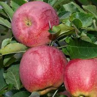 Продам яблука сорту Флоріна, врожай 2021