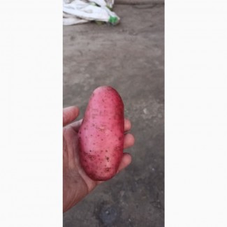 Продам товарну картоплю сорт:Есмі22т