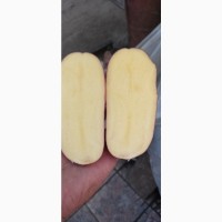 Продам товарну картоплю сорт:Есмі22т