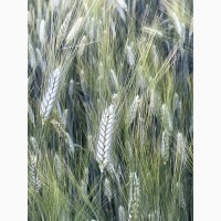 Насіння пшениці ярої твердої Деміра, супер еліта