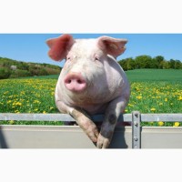 Продам свиней живою вагою / Свиньи живым весом