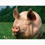 Продам свиней живым весом 110-130 кг