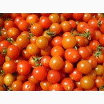 Закупаем томаты оптом по всей Украине