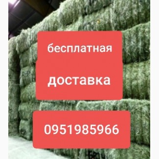 ЛЮЦЕРНА, луговое сено в тюках с доставкой по Украине. Объёмы. Качество