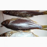 Рыбный цех Прогресс реализует вяленую рыбу оптом