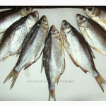 Рыбный цех Прогресс реализует вяленую рыбу оптом