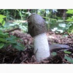 Натуральна настойка гриба Веселки на самогонці
