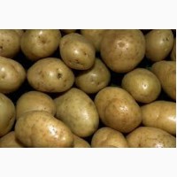 Куплю картофель в Винницкой области от 10 тонн. Дорого