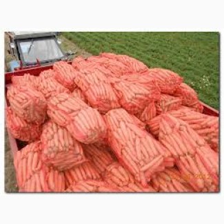 Фермерское хазяйство реализует морковь поставками 3 т. и больше