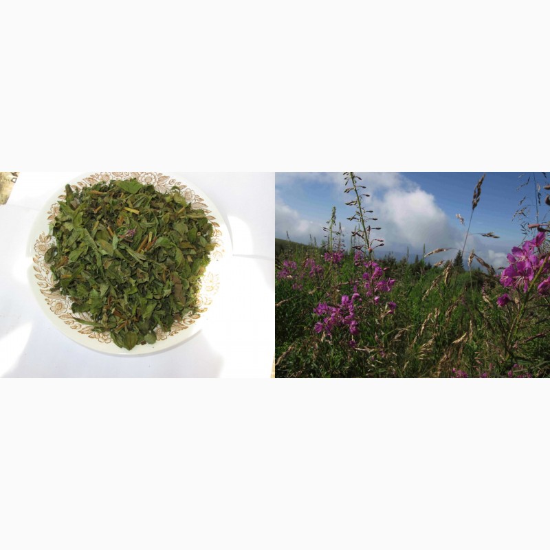 Фото 2. Иван чай рубленый стебель и лист, крупный, растение, кипрей, epilobium angustifolium, Карп