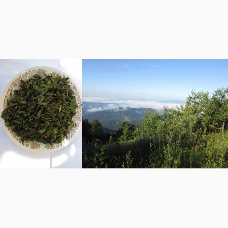 Фото 3. Иван чай рубленый стебель и лист, крупный, растение, кипрей, epilobium angustifolium, Карп