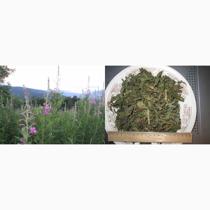 Фото 4. Иван чай рубленый стебель и лист, крупный, растение, кипрей, epilobium angustifolium, Карп