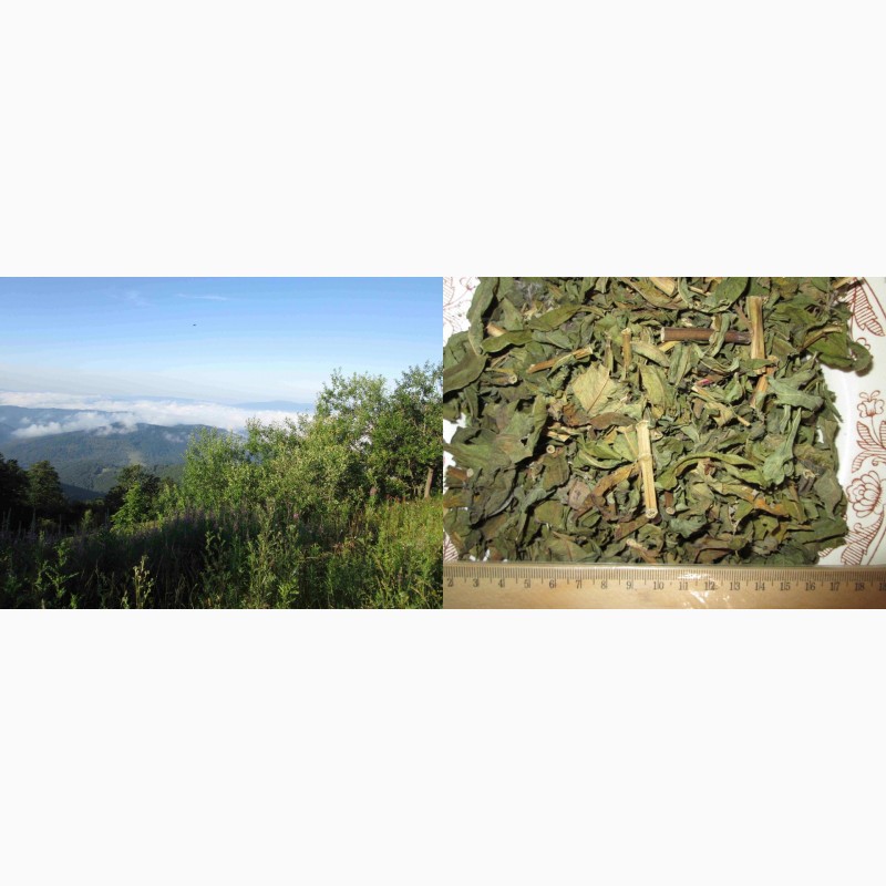 Фото 5. Иван чай рубленый стебель и лист, крупный, растение, кипрей, epilobium angustifolium, Карп