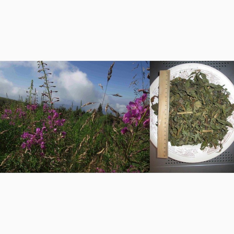 Фото 6. Иван чай рубленый стебель и лист, крупный, растение, кипрей, epilobium angustifolium, Карп