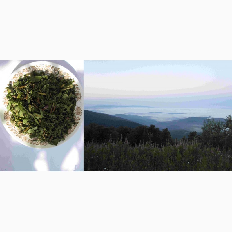 Фото 7. Иван чай рубленый стебель и лист, крупный, растение, кипрей, epilobium angustifolium, Карп
