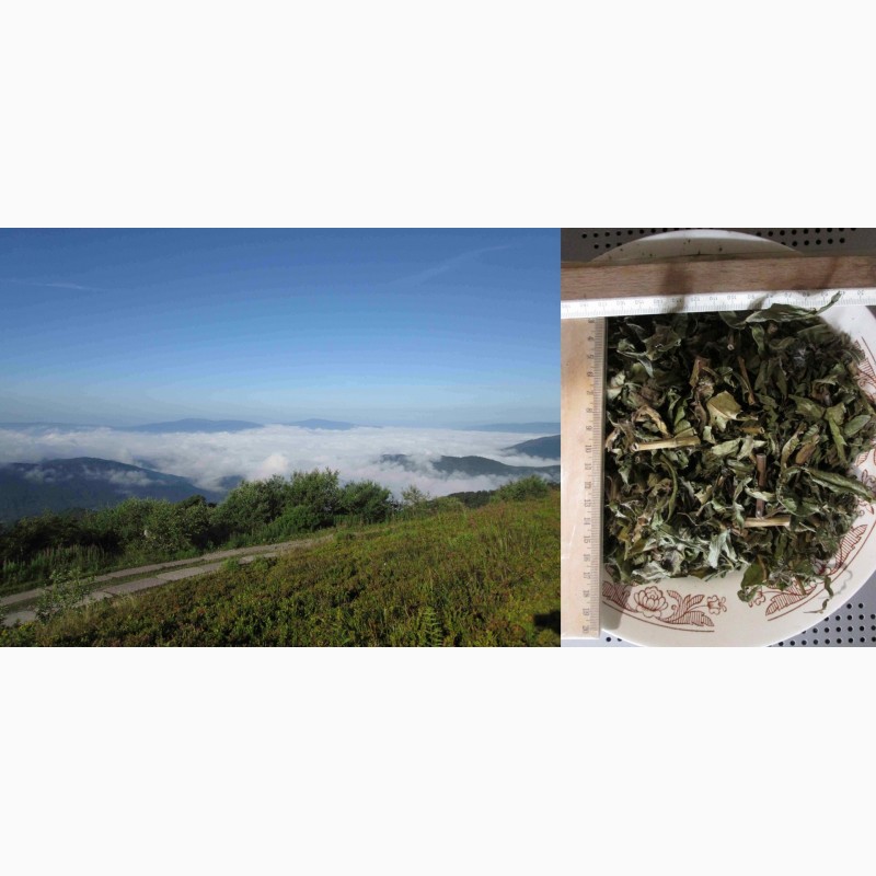 Фото 9. Иван чай рубленый стебель и лист, крупный, растение, кипрей, epilobium angustifolium, Карп