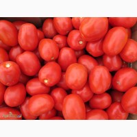 Продажа помидор по оптовым ценам