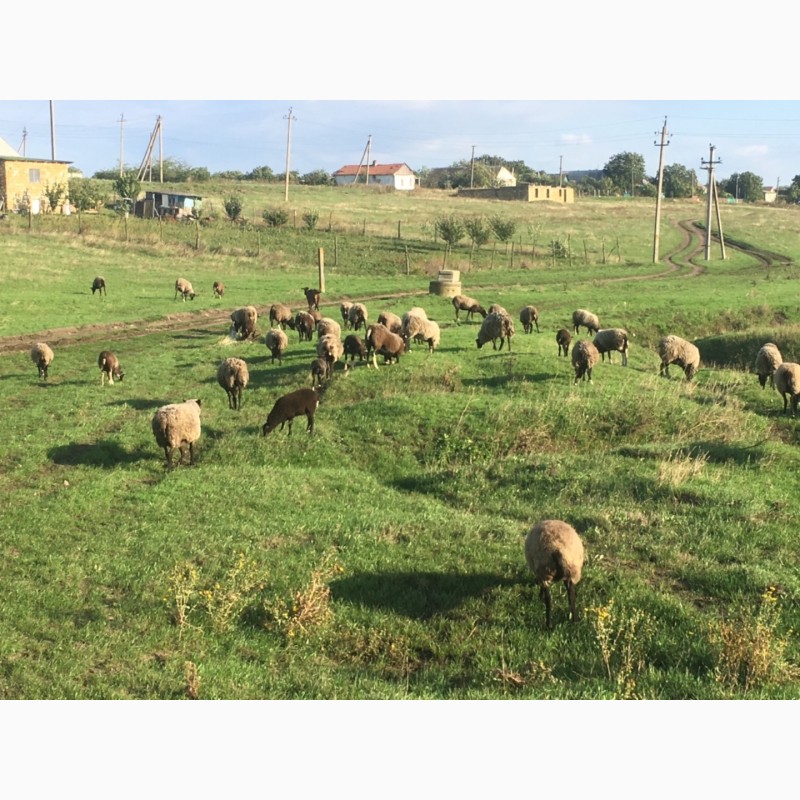 Фото 2. Романовские овцы, бараны, ярки
