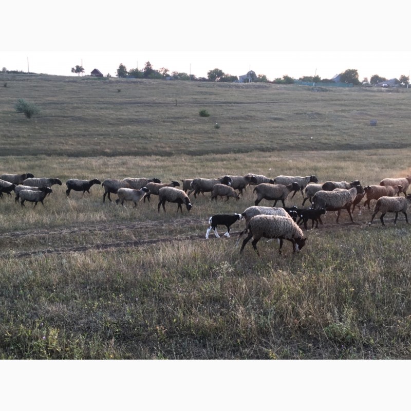 Фото 5. Романовские овцы, бараны, ярки