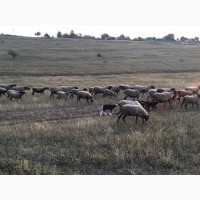 Романовские овцы, бараны, ярки